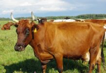 Ritualinis skerdimas – nuo kitų metų