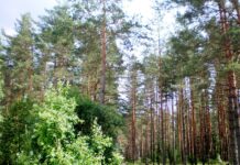 Aplinkosaugininkai gali pasitikti ir miške