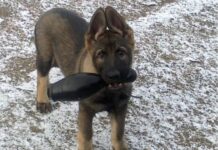 Policininkų padėjėju taps dar vienas tarnybinis šuo