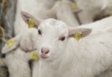 Naujos bausmės už žiaurų elgesį su gyvūnais