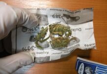 Utenoje keturiems asmenims įteikti įtarimai dėl disponavimo narkotinėmis medžiagomis