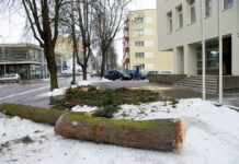 Muzikos mokyklos kieme nupjauta didelė eglė
