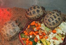 Laukinės gamtos dieną – išgelbėtų vėžliukų padėka pareigūnams
