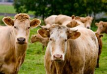 Valstybės pagalba grynaveisliams ūkiniams gyvūnams įsigyti – 2,17 mln. eurų