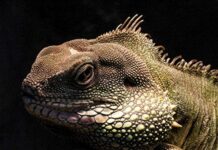 Naujas sezonas zoologijos sode – nauji gyvūnai