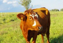 Gyvulininkystė – ne verslas, o gyvenimo būdas