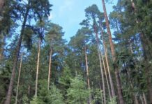 Miškų aplinkosaugos vertei didinti – 11,5 mln. eurų