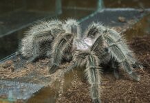 Duris atvėrė vienintelis Pabaltijyje zoologijos sodas