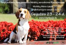 Gegužės savaitgalis su gražiausiais šunimis