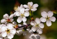 Tauragnuose – vyšnių žydėjimo šventė