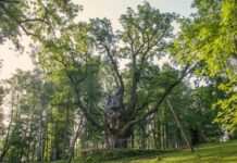 Atvėrus istorinį Stelmužės lobyną