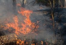 Miškų urėdijose – priešgaisrinė parengtis