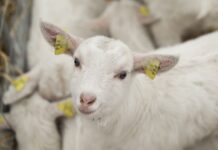Iniciatyva „Saugi avis“ padės apsisaugoti nuo vilkų
