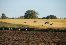 Pasėlių deklaravimas: plotas – didėja, pareiškėjų – mažėja