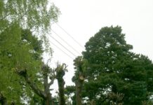 Netinkamai prižiūrimi želdiniai lemia nemažai elektros tiekimo sutrikimų