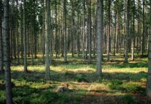 Mišką valdantys gyventojai mokestį privalo sumokėti iki liepos vidurio