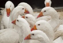 Parama biodujų gamybai