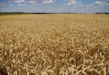 Karšti orai spartina javapjūtės darbus