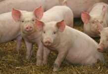 Paskerdę kiaules vėl gali prašyti paramos kitiems gyvūnams įsigyti