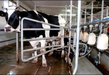 Laikinoji išskirtinė parama pieno gamintojams – jau šią savaitę