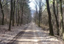 Remonto laukiantiems miško keliukams – pinigų injekcija