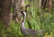 Priemonei „Natura 2000“ – 6,56 mln. eurų