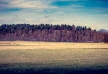 Baigėsi pasėlių deklaravimas