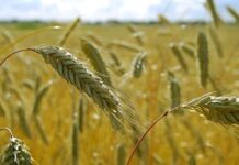 Prieš derliaus nuėmimą tikrins herbicidų naudojimą