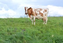 Pieno perdirbėjai turi gerų naujienų ūkininkams