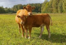 Valstybė skiria paramą grynaveisliams ūkiniams gyvūnams įsigyti