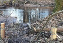 Bebrų gaudytojui medžioklė nebuvo sėkminga