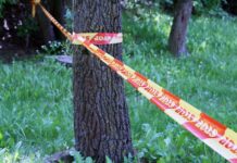 Miškelyje rastas moters kūnas: įtariamoji – jos sesuo
