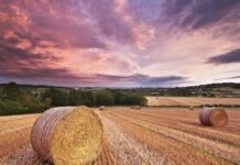 Patikros dėl šienavimo – nuo rugpjūčio mėnesio vidurio