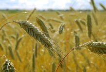 Tiesioginių išmokų avansai žemdirbiams – jau greitai