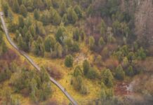 Atkuriant saugomas Lietuvos pievas pasitelkiami ir stambieji galvijai