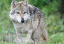 Tai aktualu ūkininkams: kaip apsaugoti gyvulius nuo vilkų
