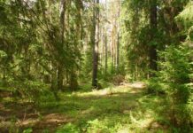 Valstybiniams miškams – dar daugiau teisinės apsaugos