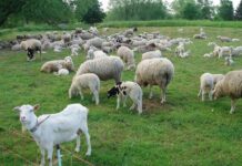 Parama gyvuliams įsigyti – beveik 2 mln. eurų