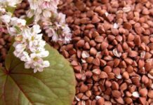 Auginantiems ekologiškus grikius – griežtesnė kontrolė