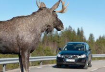 Skaudus eismo įvykis: BMW susidūrė su briedžiu