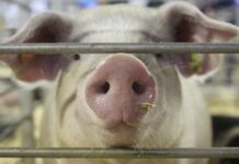 Atsisakantiems auginti kiaulių – 100 eurų išmoka