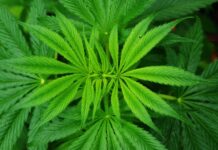 Parama – naujiems produktams iš pluoštinių kanapių