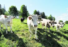 Paramos išmokos už gyvulius – didesnės