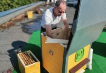 „Utenos trikotažas“ imasi miesto bitininkystės – ant savo stogo įkurdino bičių šeimas