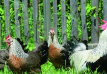 Paukščių augintojams – svarbi žinia