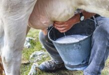 Pieno gamintojams pradedama mokėti valstybės pagalbos parama