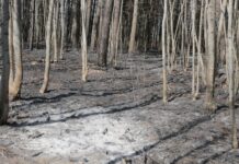 Laukuose jau dega pernykštė žolė: gaisras persimetė ir į mišką