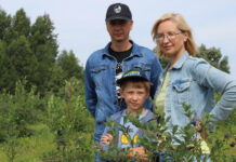 Tauragnų šilauogyne – darbymetis: draugiškai pluša visa šeima