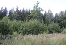 Jaunuolynai gali virsti pelningais miškais
