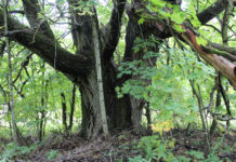 Ignalinos rajone – rekordas. Storiausias Lietuvoje baltasis gluosnis saugo senovinę sodybą